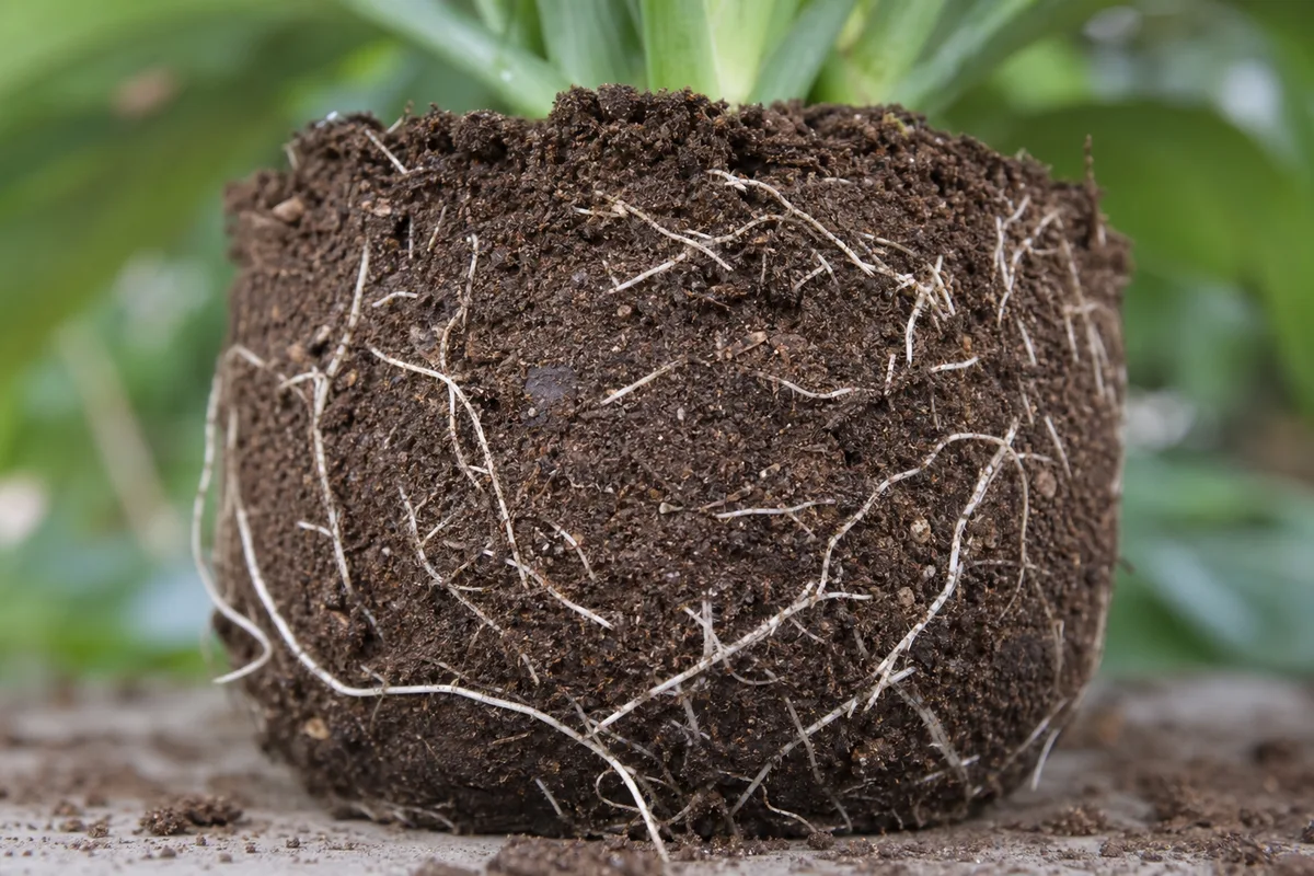 Close-up of Poor Root Growth on Janet Craig Dracaena - diagnostic detail