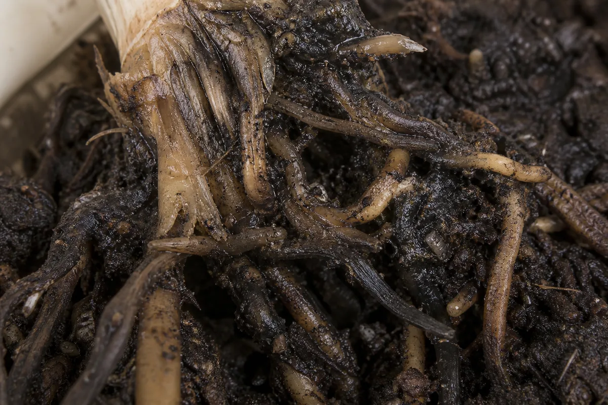 Close-up of Root Rot on Janet Craig Dracaena - diagnostic detail