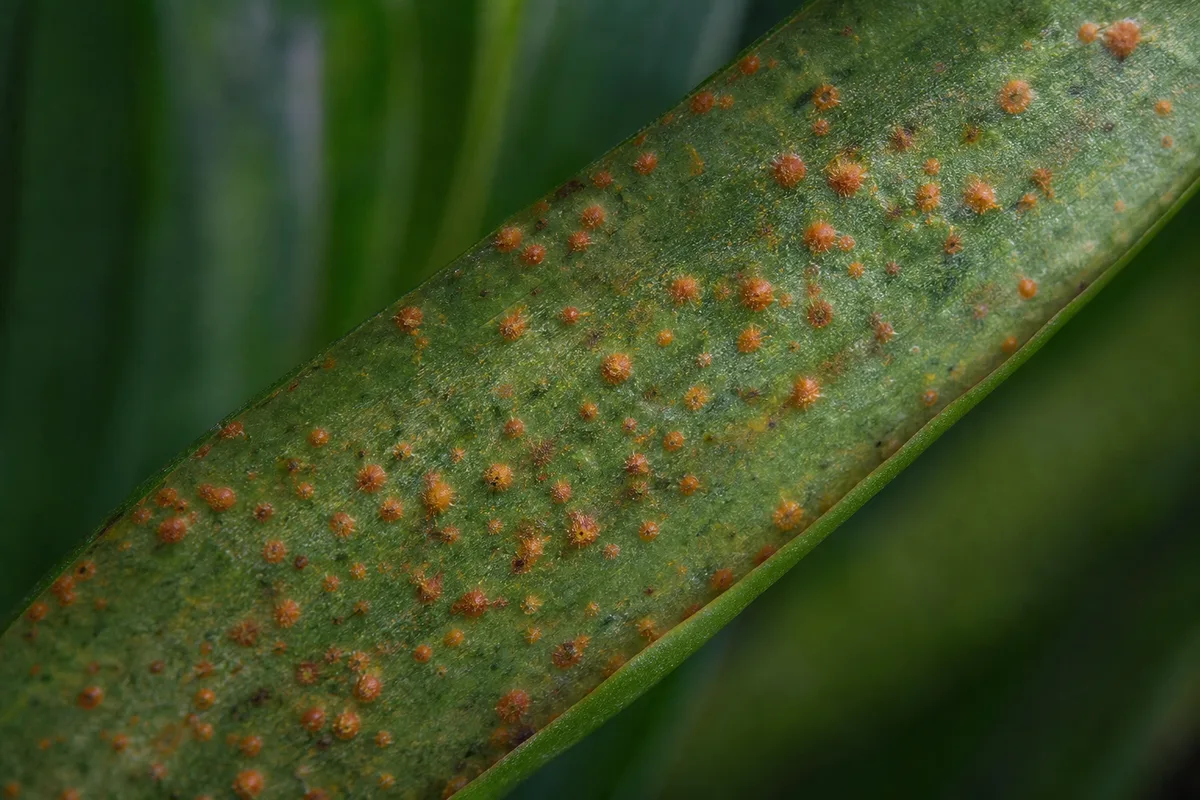 Close-up of Rust Disease on Janet Craig Dracaena - diagnostic detail