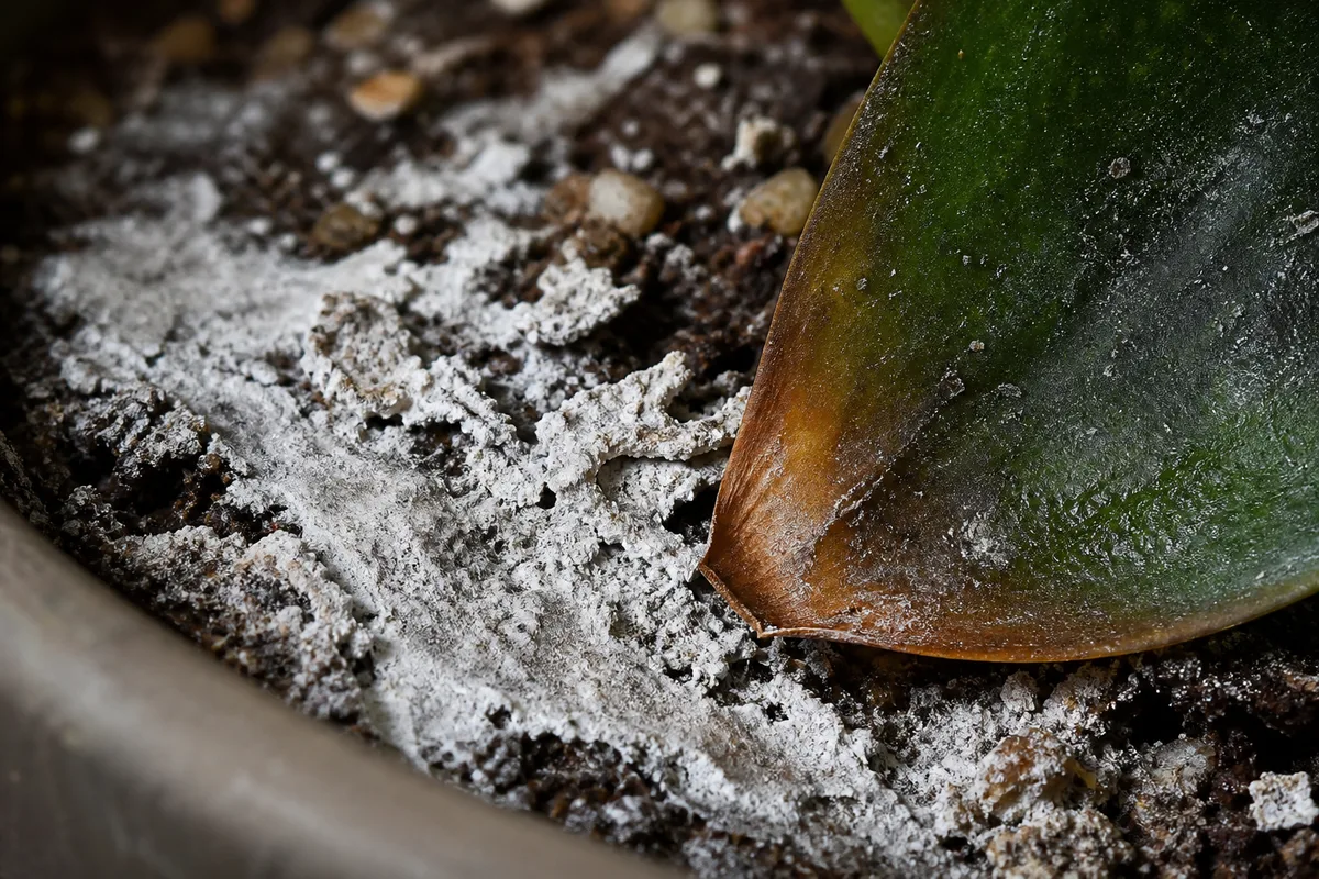 Close-up of Salt Build-up on Janet Craig Dracaena - diagnostic detail