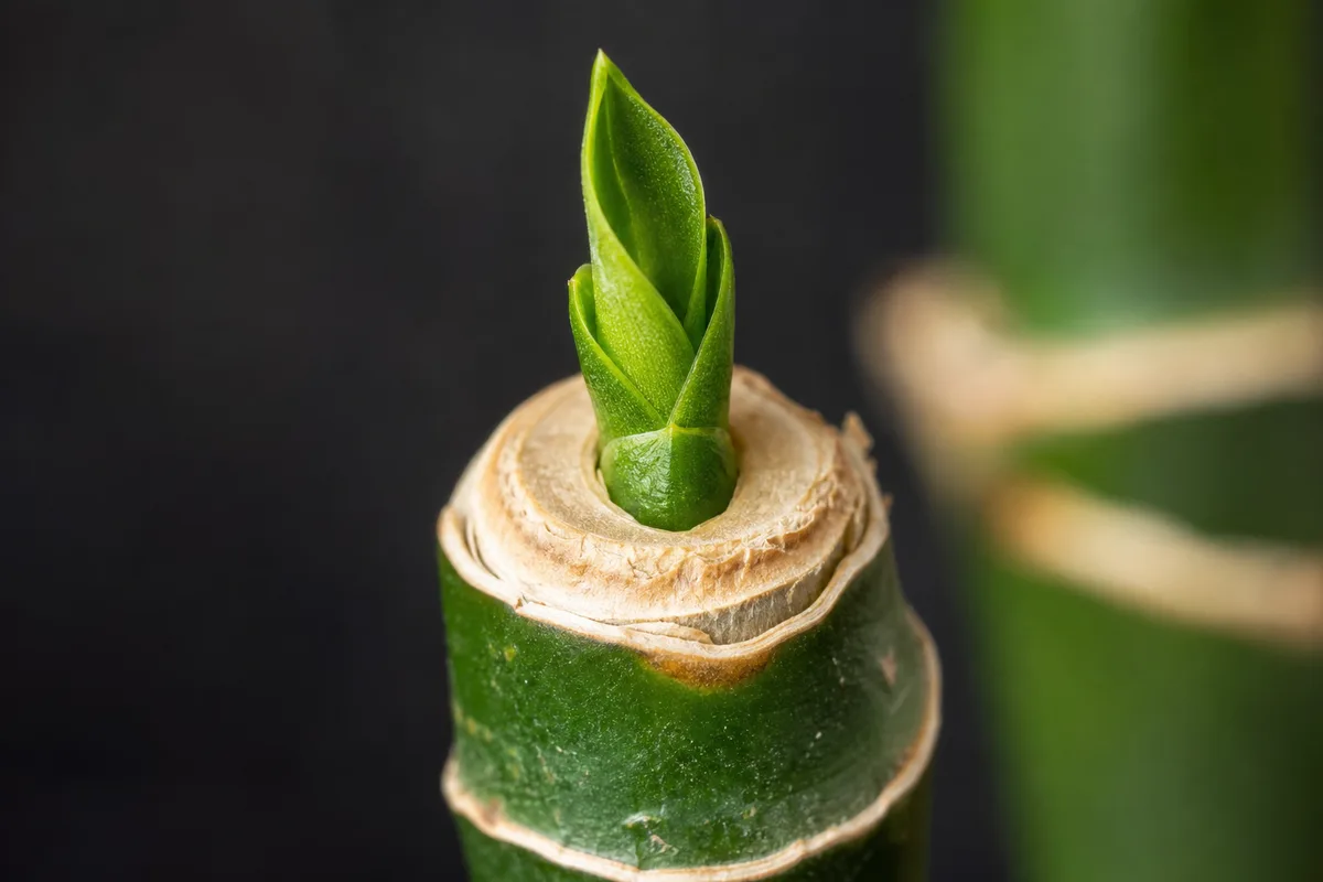Close-up of Slow Growth on Janet Craig Dracaena - diagnostic detail