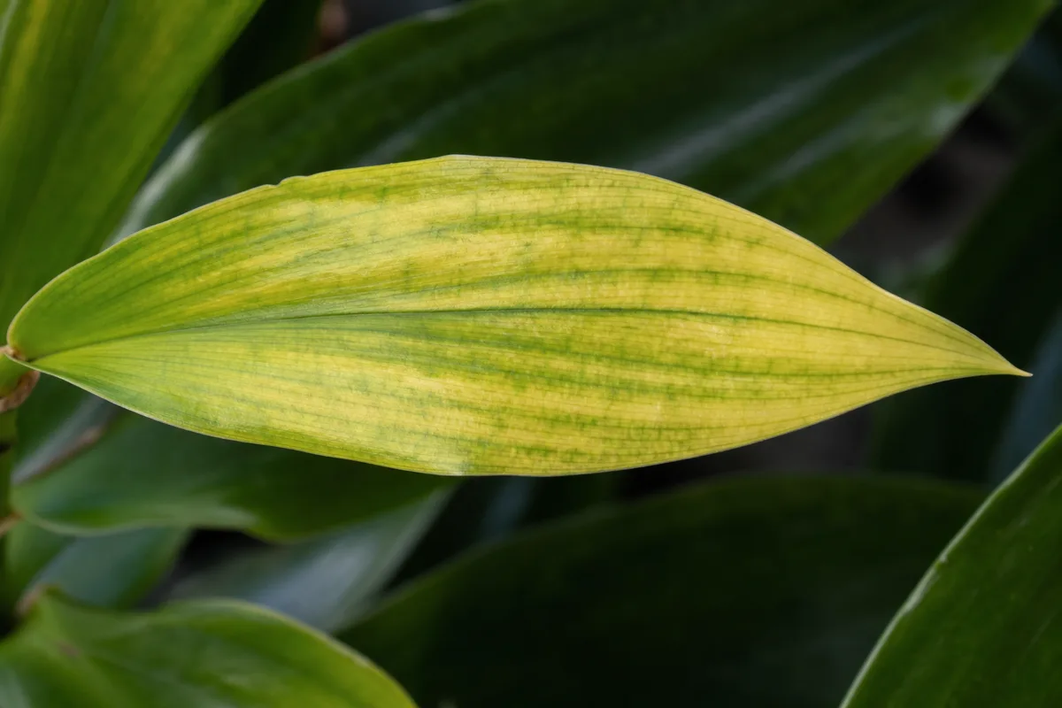 Close-up of Soil Too Acidic on Janet Craig Dracaena - diagnostic detail