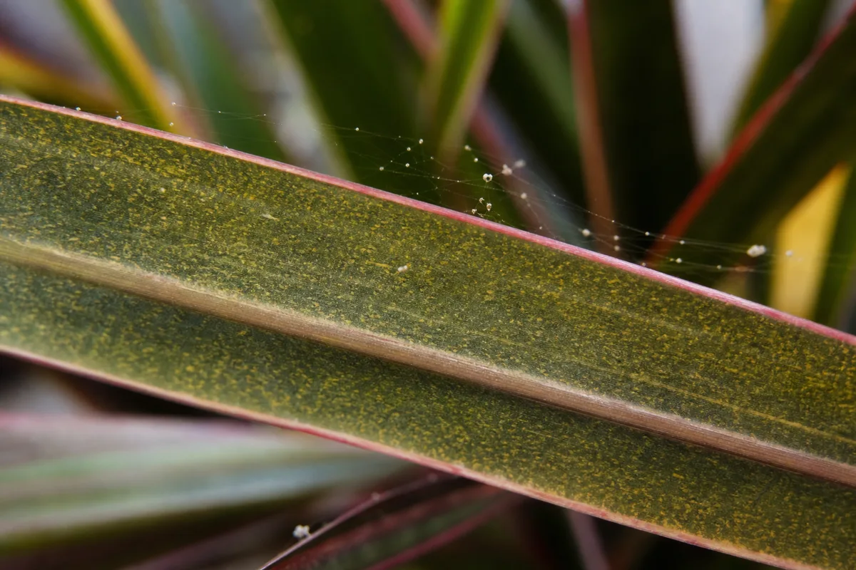 Close-up of Spider Mites on Janet Craig Dracaena - diagnostic detail