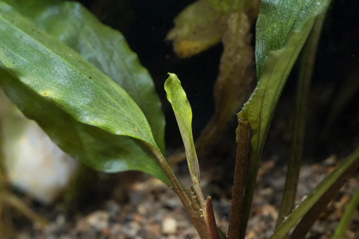 Close-up of Stunted Growth on Janet Craig Dracaena - diagnostic detail