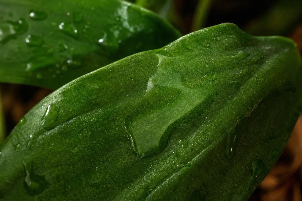 Close-up of Transparent Leaves on Janet Craig Dracaena - diagnostic detail