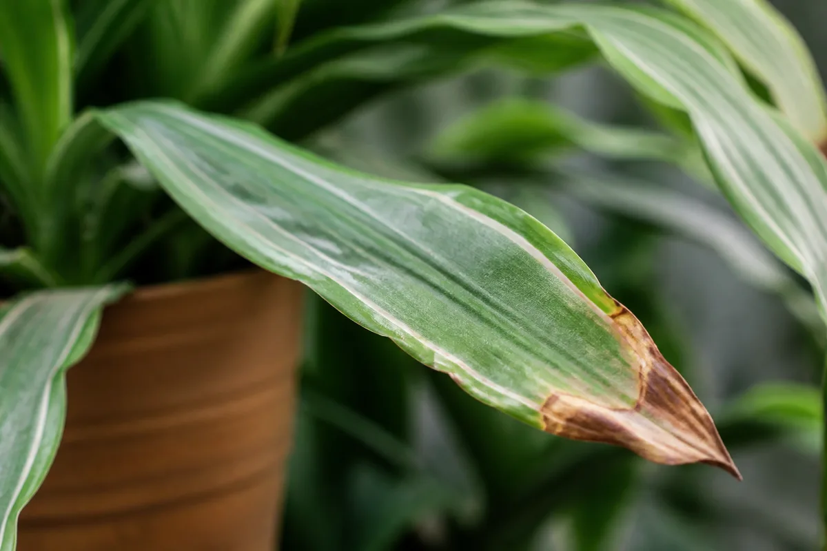 Close-up of Underwatering on Janet Craig Dracaena - diagnostic detail