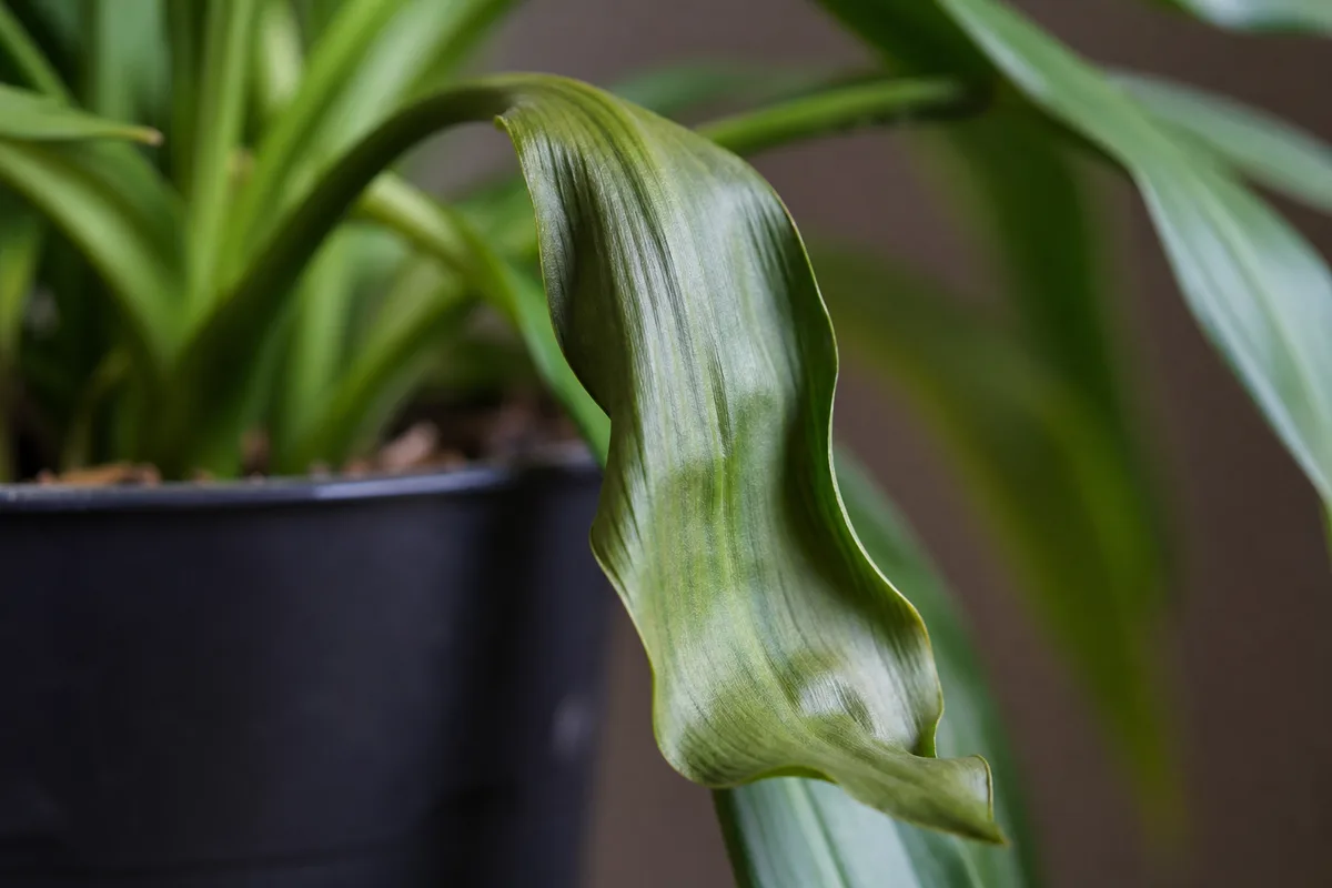 Close-up of Wilting on Janet Craig Dracaena - diagnostic detail