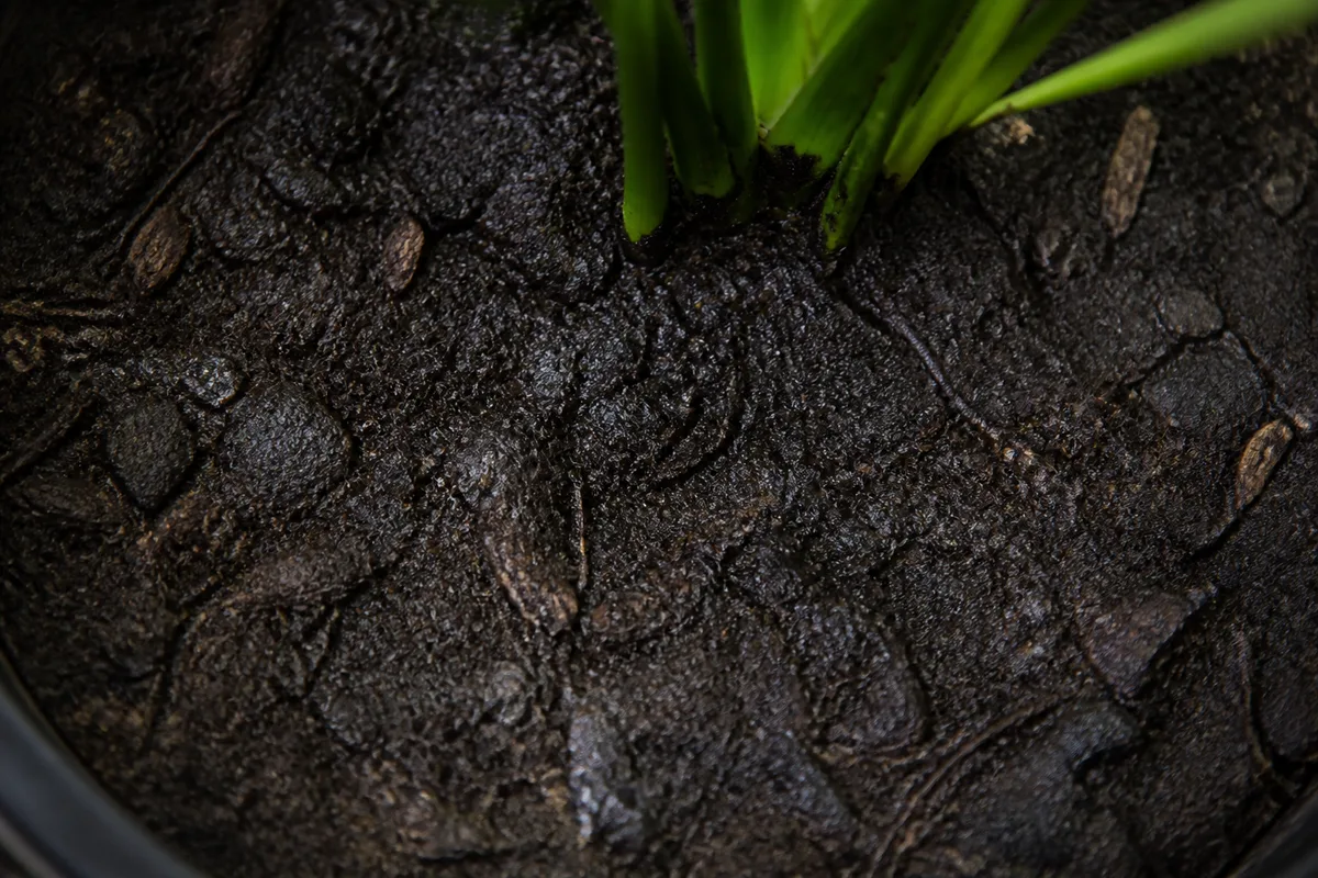 Close-up of Wrong Soil Mix on Janet Craig Dracaena - diagnostic detail