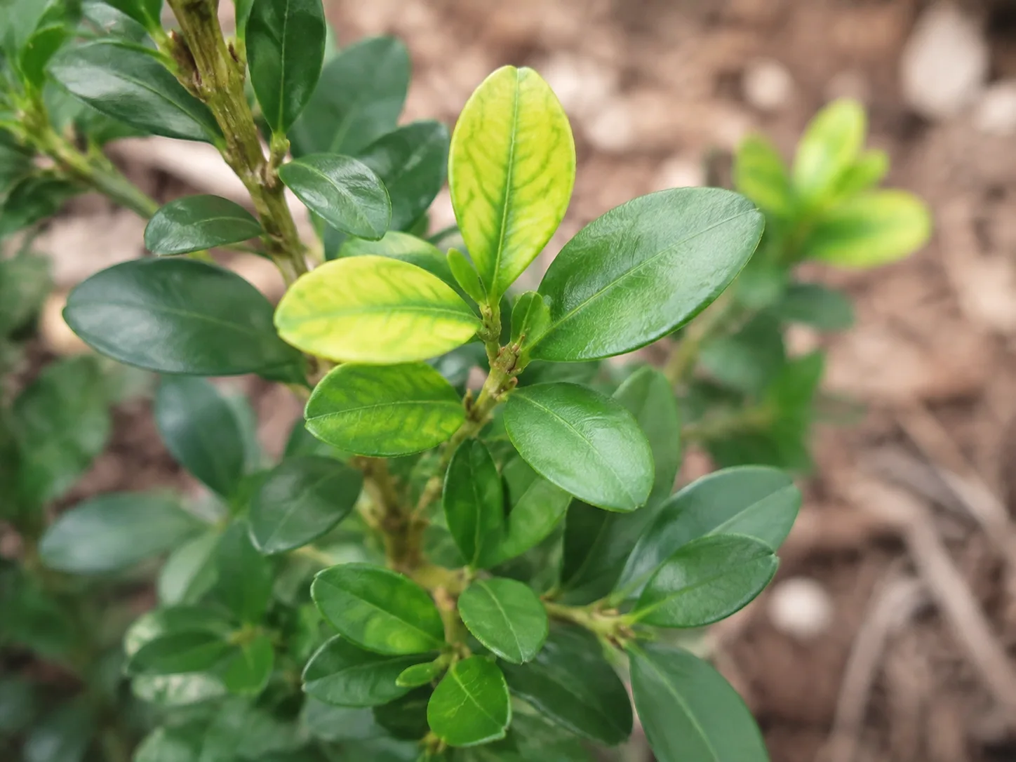 Japanese holly leaves showing mild interveinal chlorosis while surrounding foliage remains green