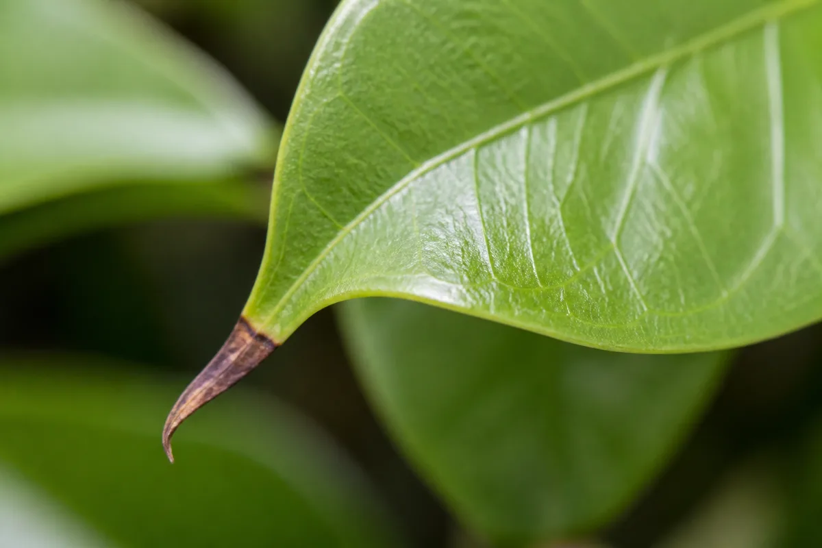 Close-up of Brown Tips on Jasmine - diagnostic detail