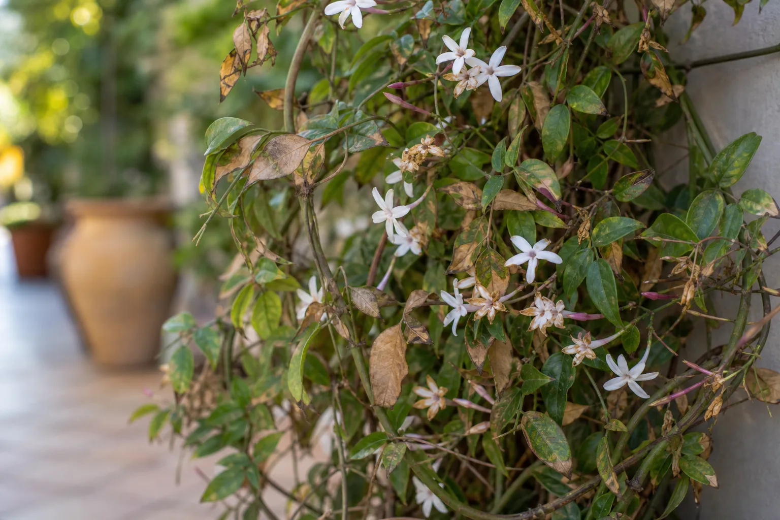Cold Damage on Jasmine - visible symptom on the plant