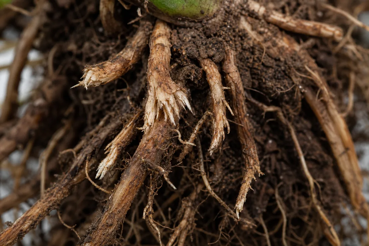 Close-up of Damaged Roots on Jasmine - diagnostic detail
