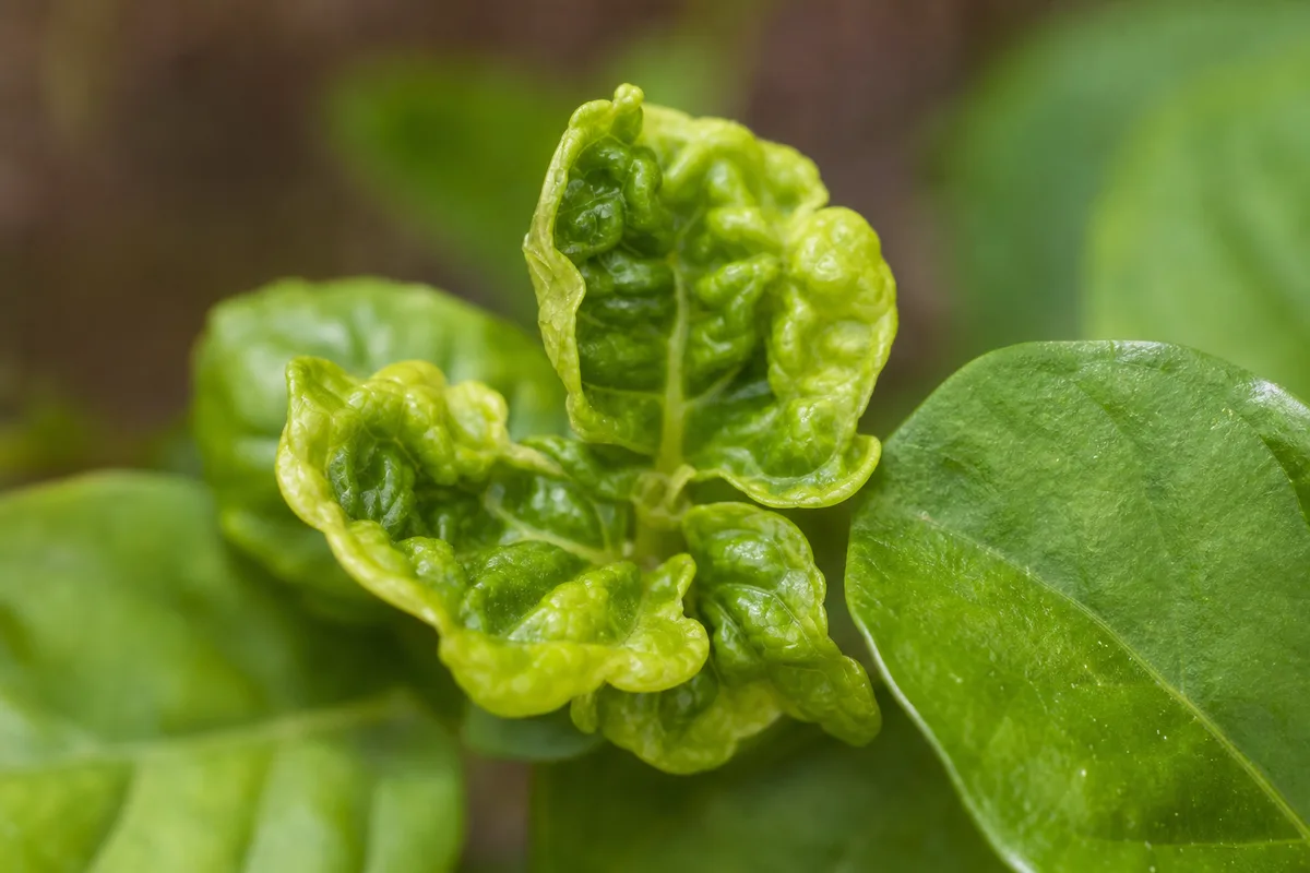 Close-up of Deformed New Growth on Jasmine - diagnostic detail