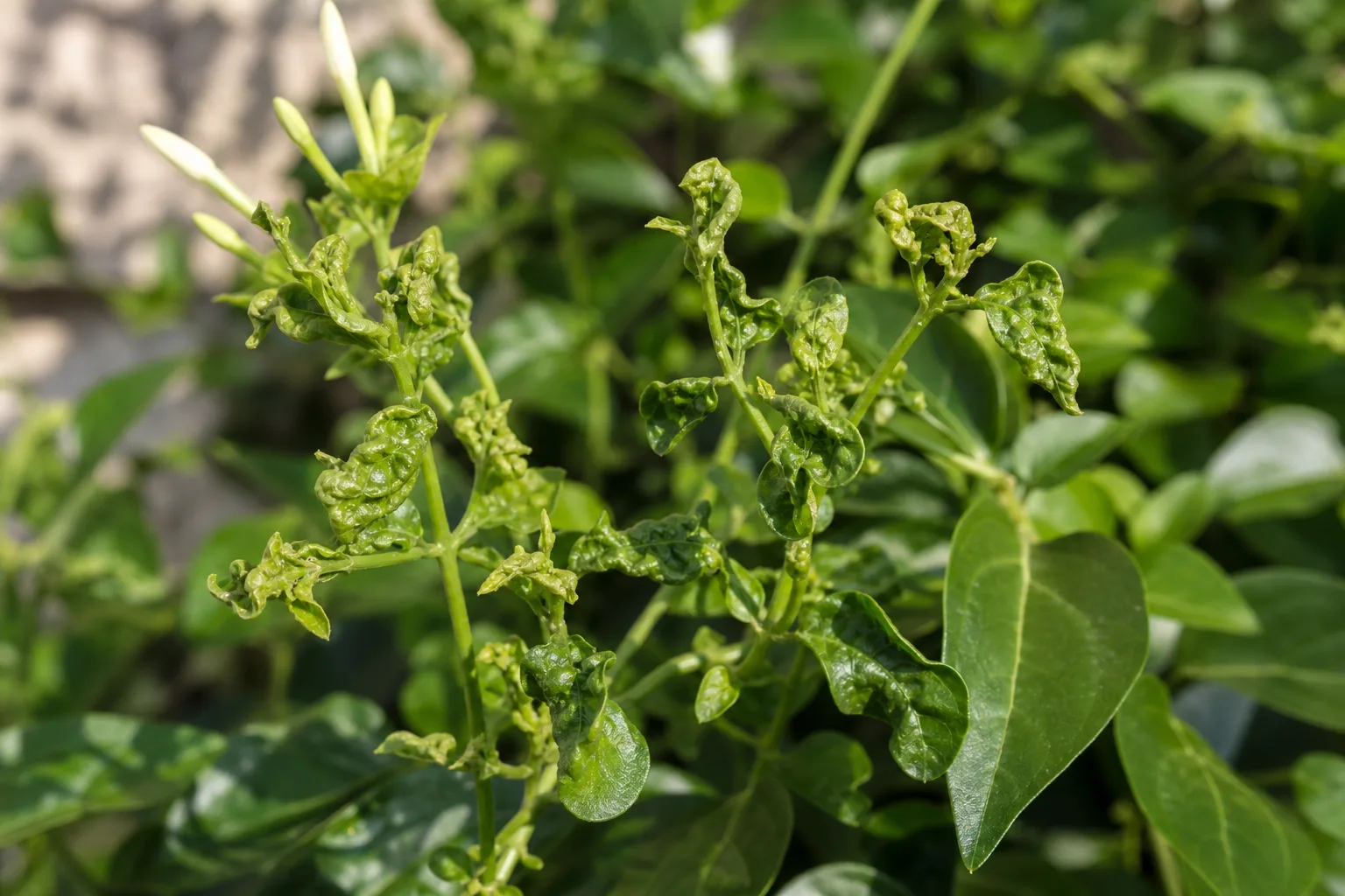 Deformed New Growth on Jasmine - visible symptom on the plant