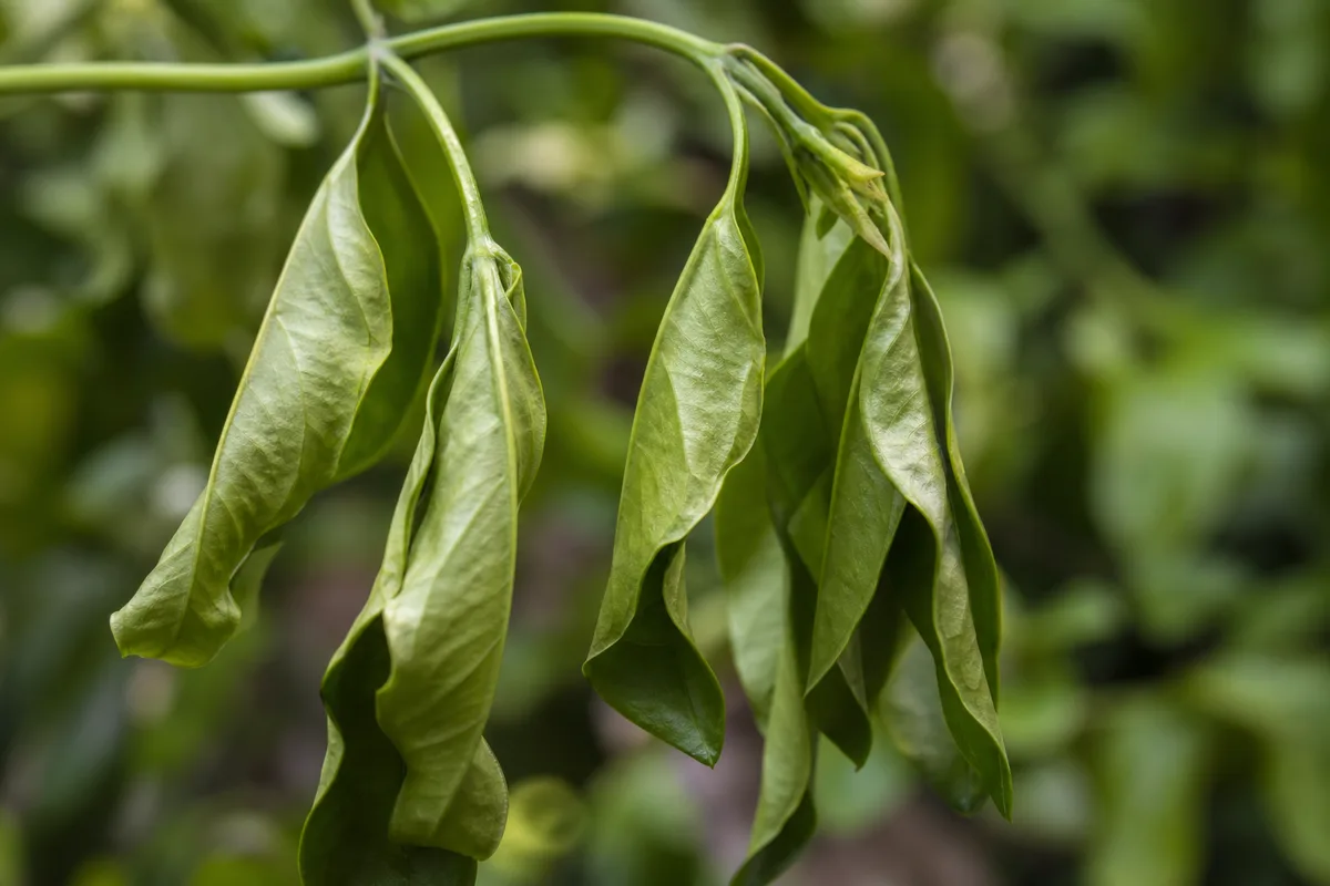 Close-up of Drooping Leaves on Jasmine - diagnostic detail