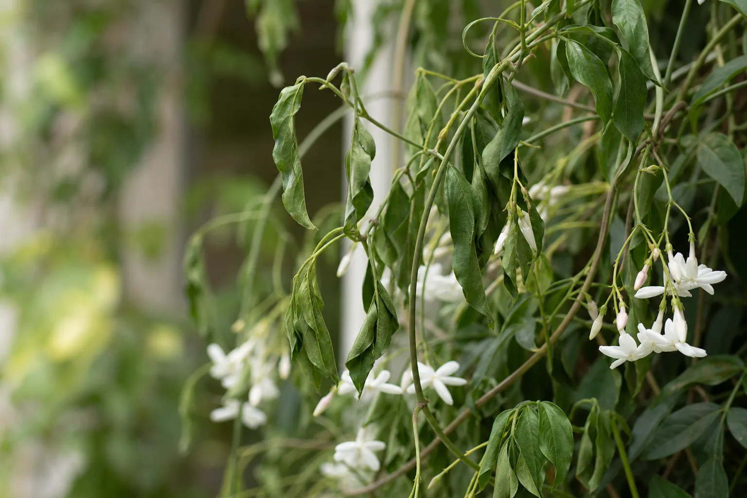 Drooping Leaves on Jasmine - visible symptom on the plant