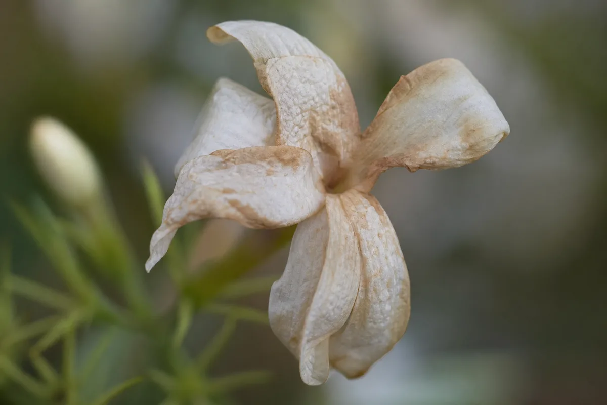 Close-up of Faded Flowers on Jasmine - diagnostic detail