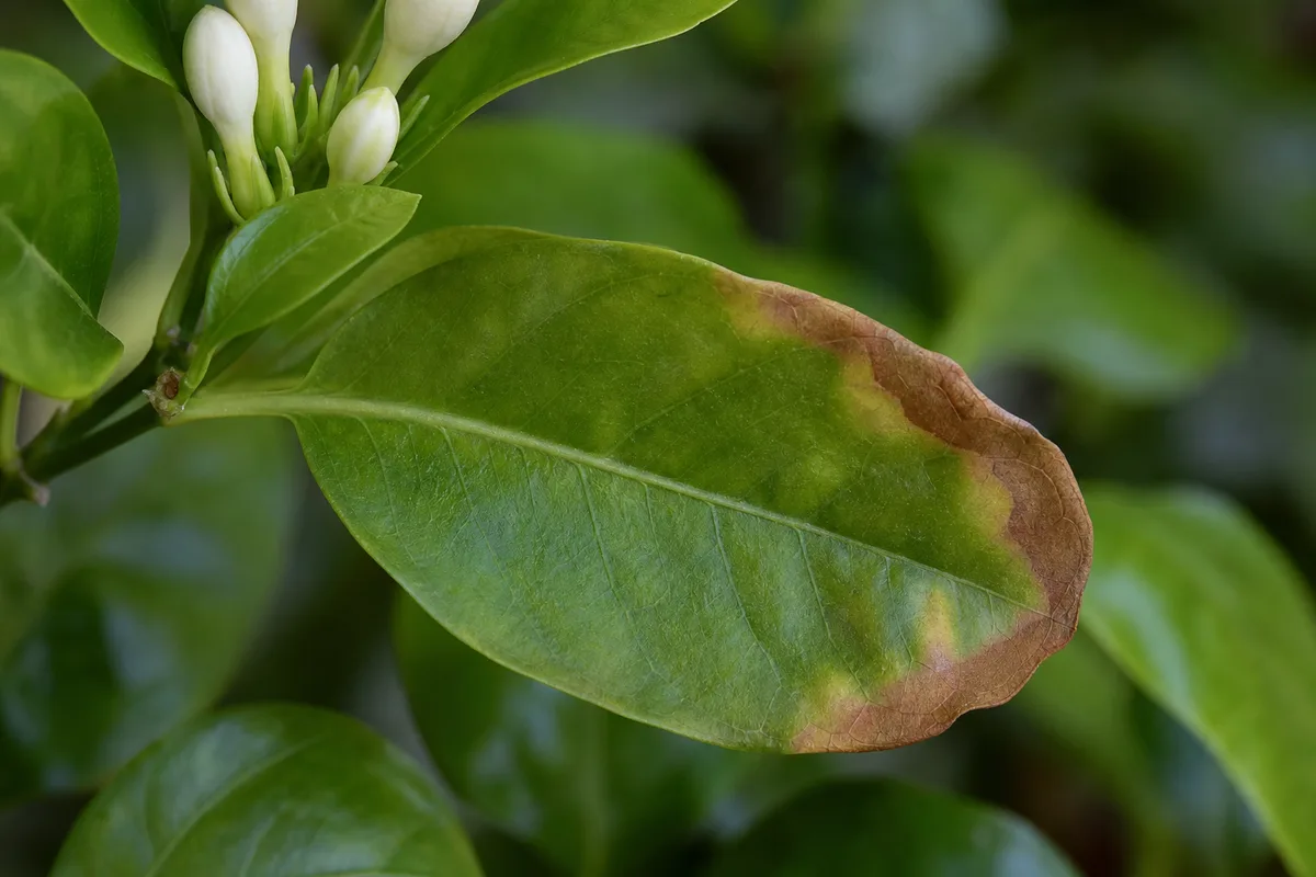 Close-up of Fertilizer Burn on Jasmine - diagnostic detail