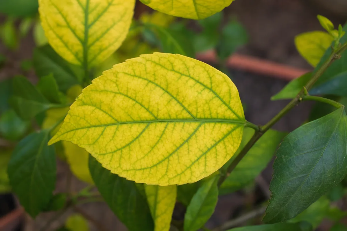 Close-up of Iron Deficiency on Jasmine - diagnostic detail