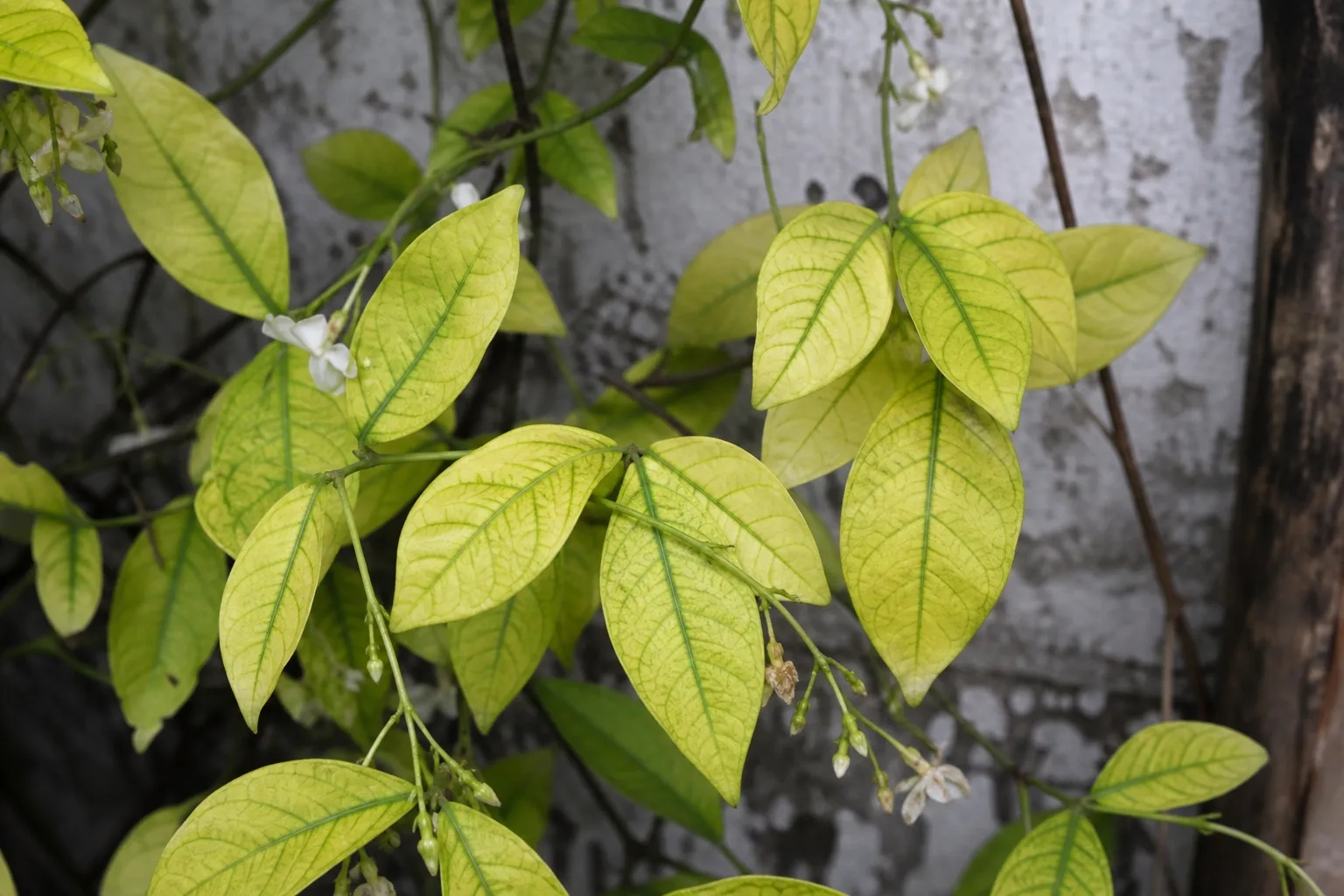Iron Deficiency on Jasmine - visible symptom on the plant
