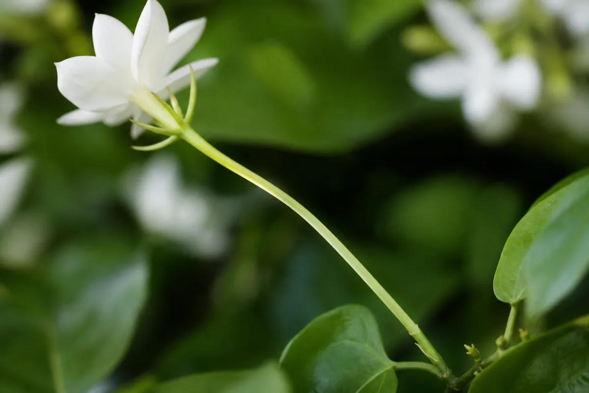 Close-up of Leggy Growth on Jasmine - diagnostic detail