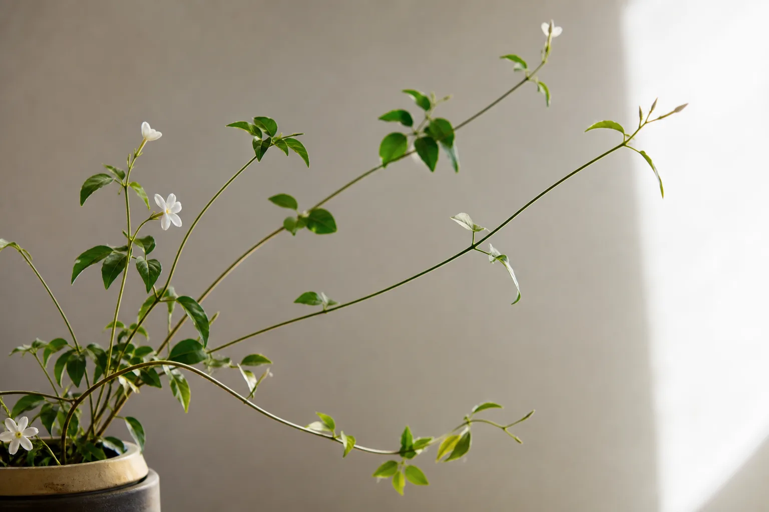 Leggy Growth on Jasmine - visible symptom on the plant