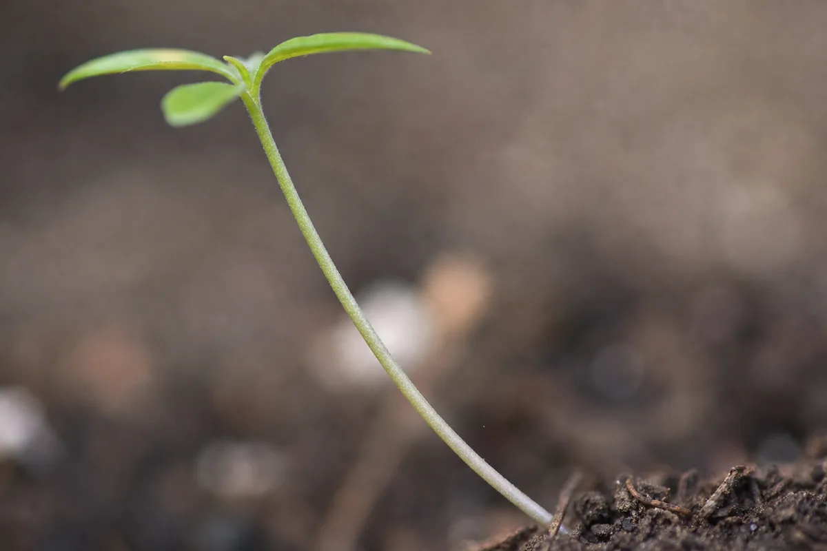 Close-up of Leggy Seedlings on Jasmine - diagnostic detail