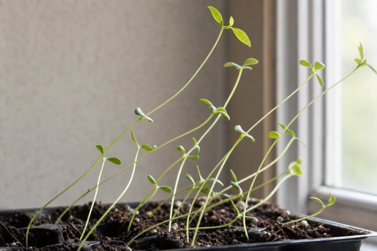 Leggy Seedlings on Jasmine - visible symptom on the plant