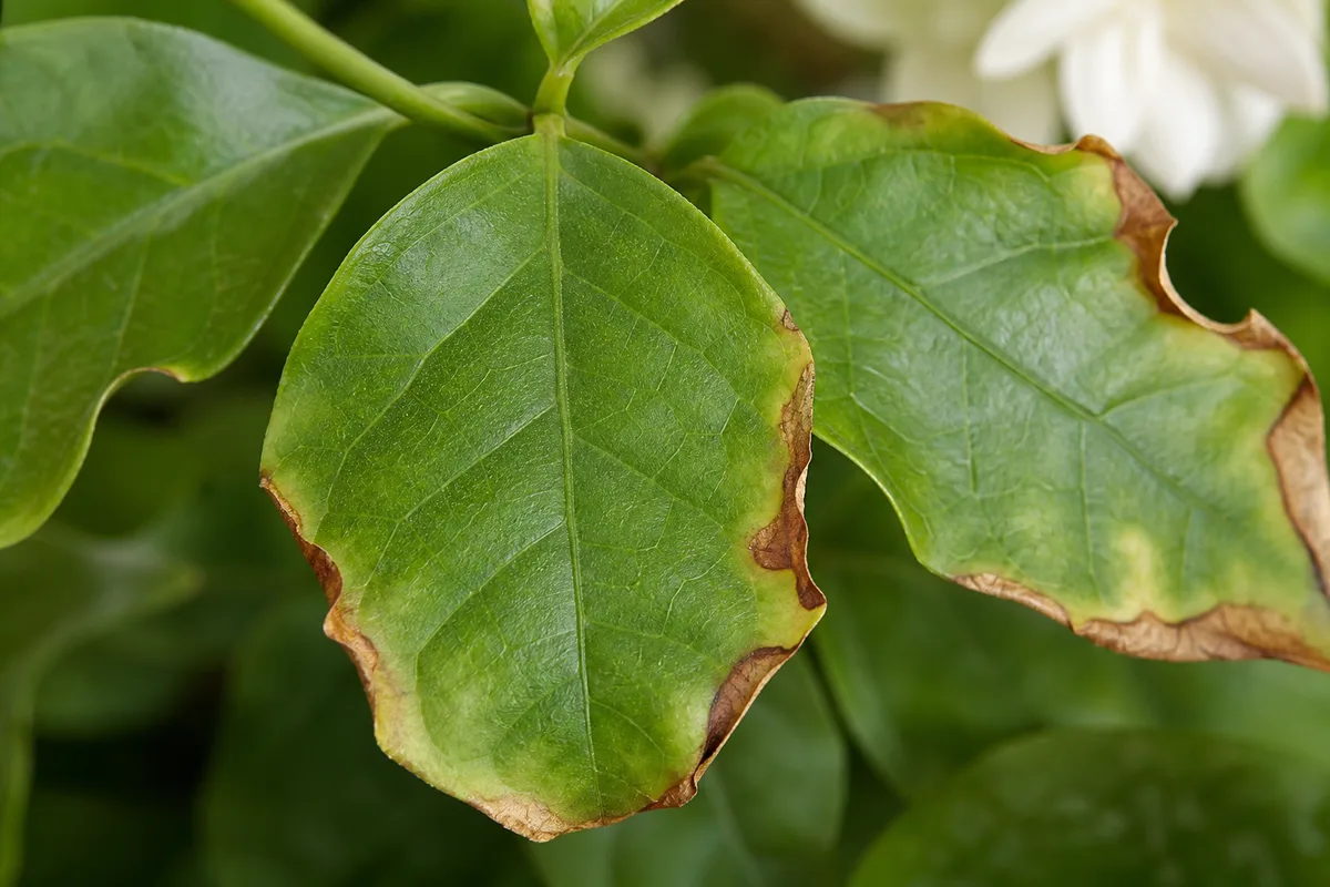 Low-humidity damage visible on jasmine foliage