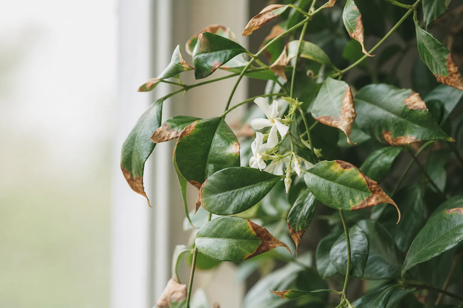 Low Humidity on Jasmine - visible symptom on the plant