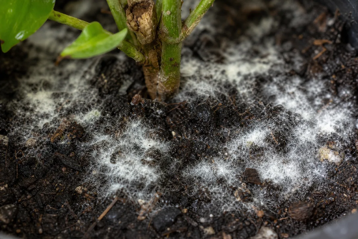 Close-up of Mold on Soil on Jasmine - diagnostic detail