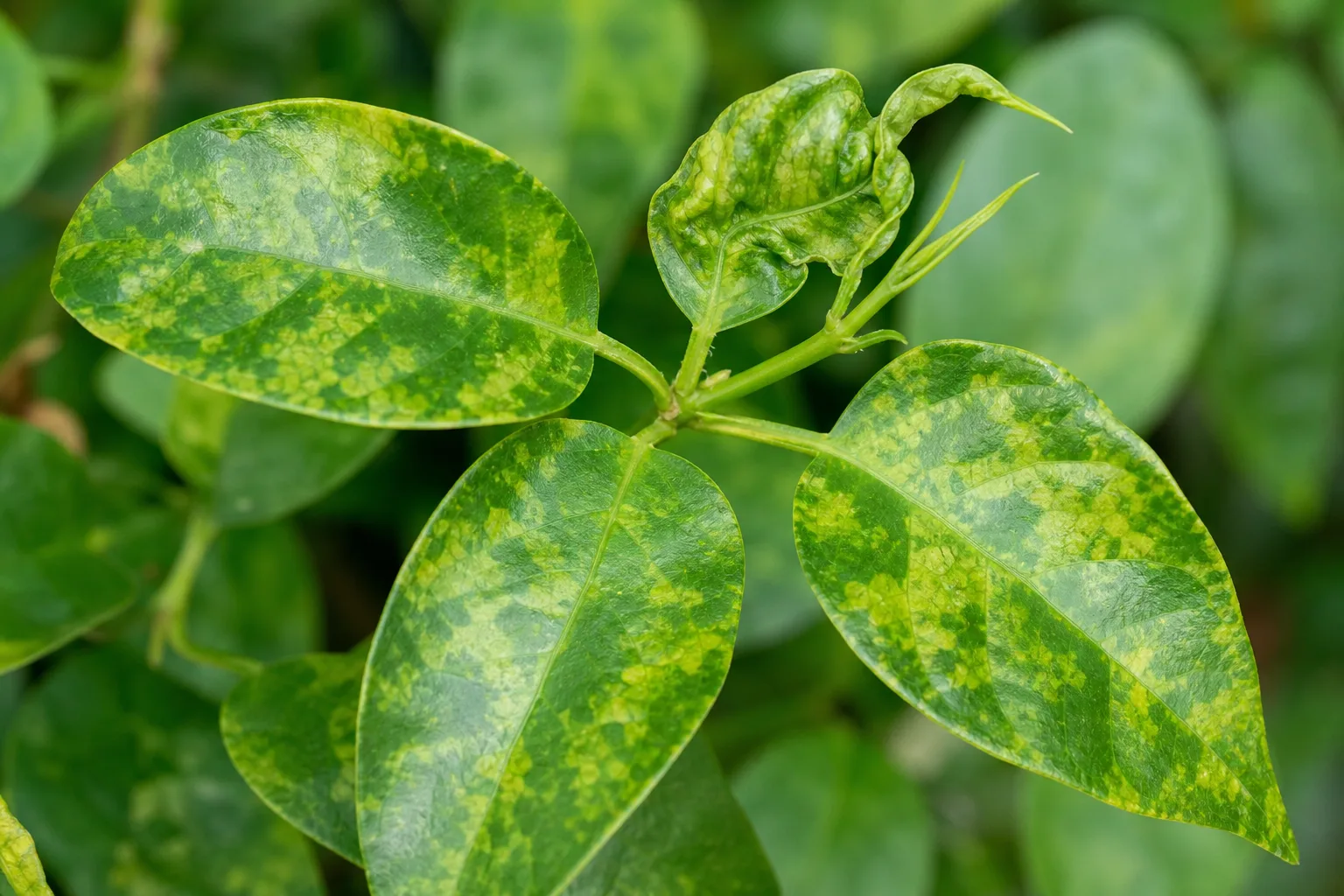 Close-up of mosaic virus on jasmine - irregular yellow-green mottling on leaves and a wrinkled new shoot tip