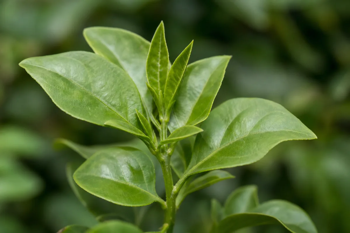 Close-up of No Flowers on Jasmine - diagnostic detail