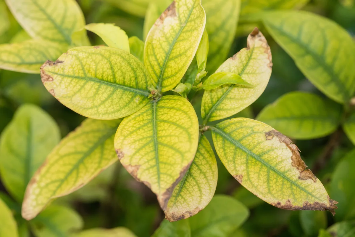 Close-up of Nutrient Lockout on Jasmine - diagnostic detail