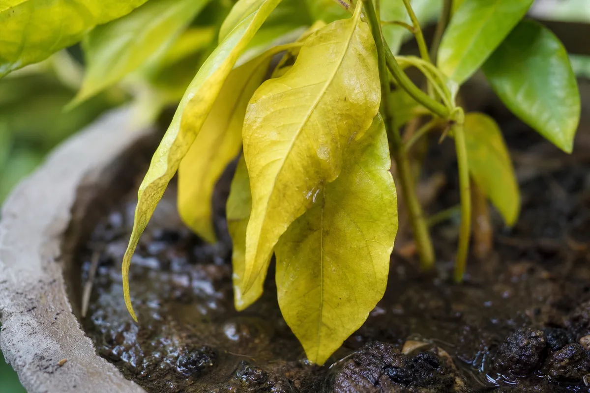 Close-up of Overwatering on Jasmine - diagnostic detail