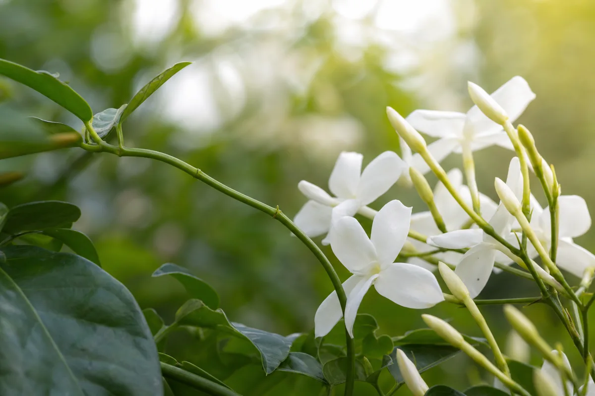 Close-up of Plant Leaning on Jasmine - diagnostic detail