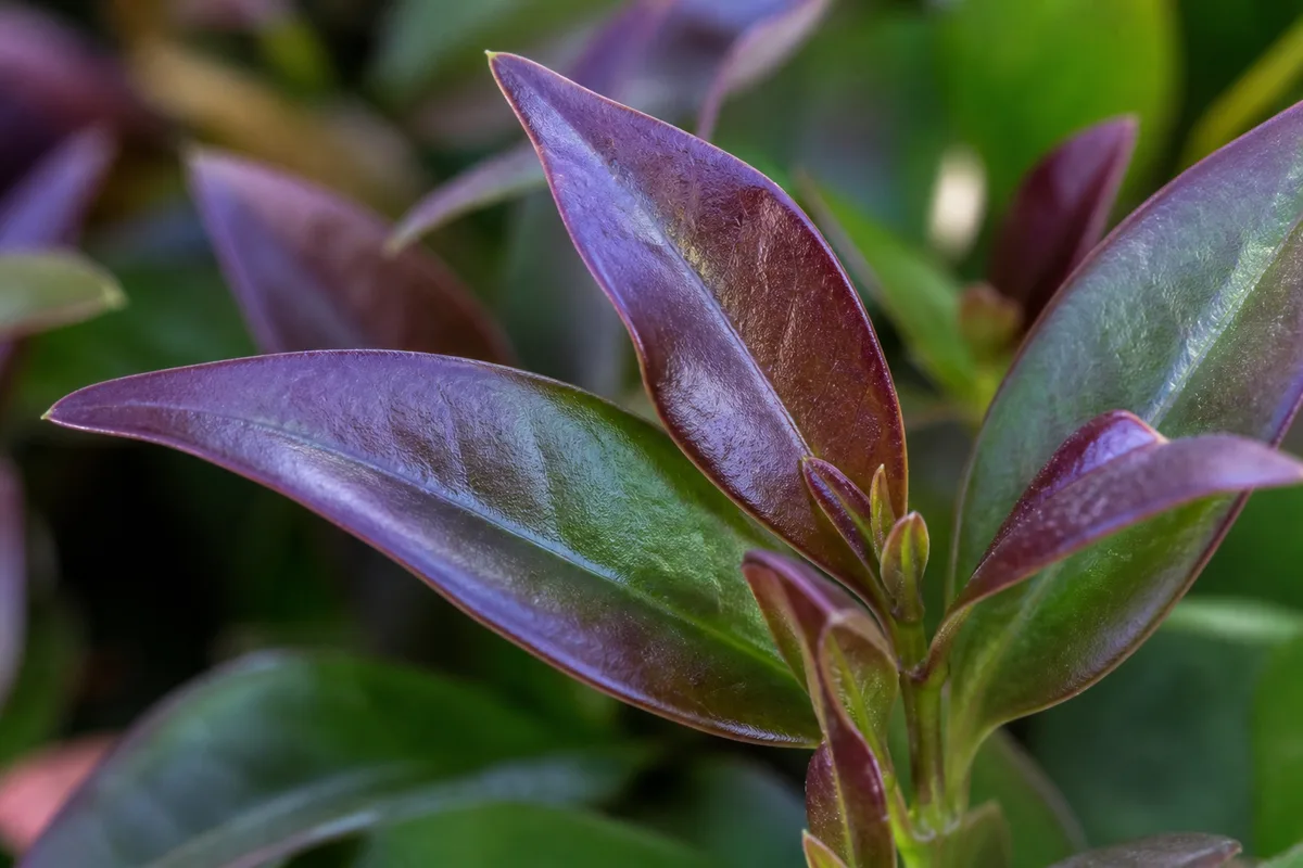 Close-up of Purple Leaves on Jasmine - diagnostic detail