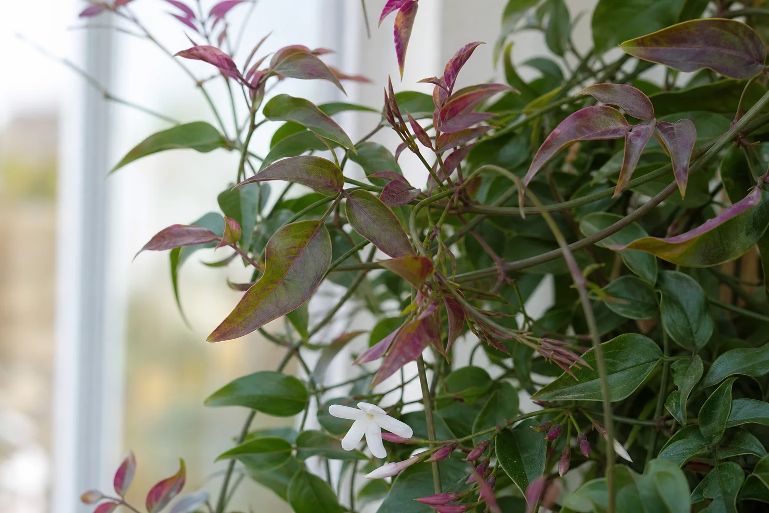 Purple Leaves on Jasmine - visible symptom on the plant