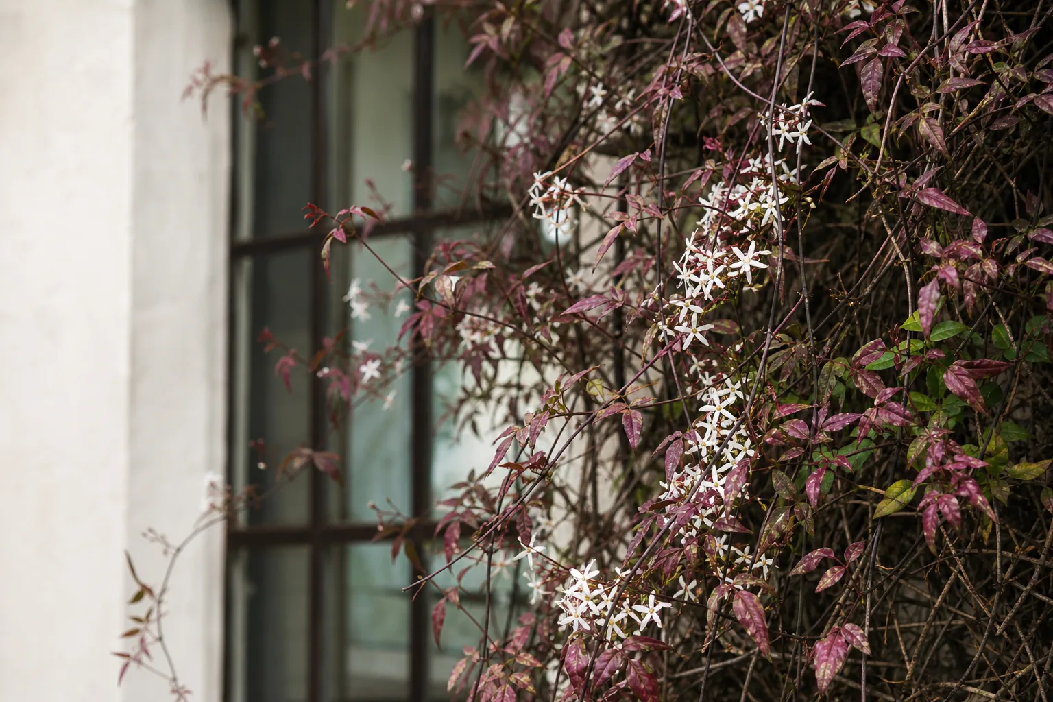 Red Leaves on Jasmine - visible symptom on the plant
