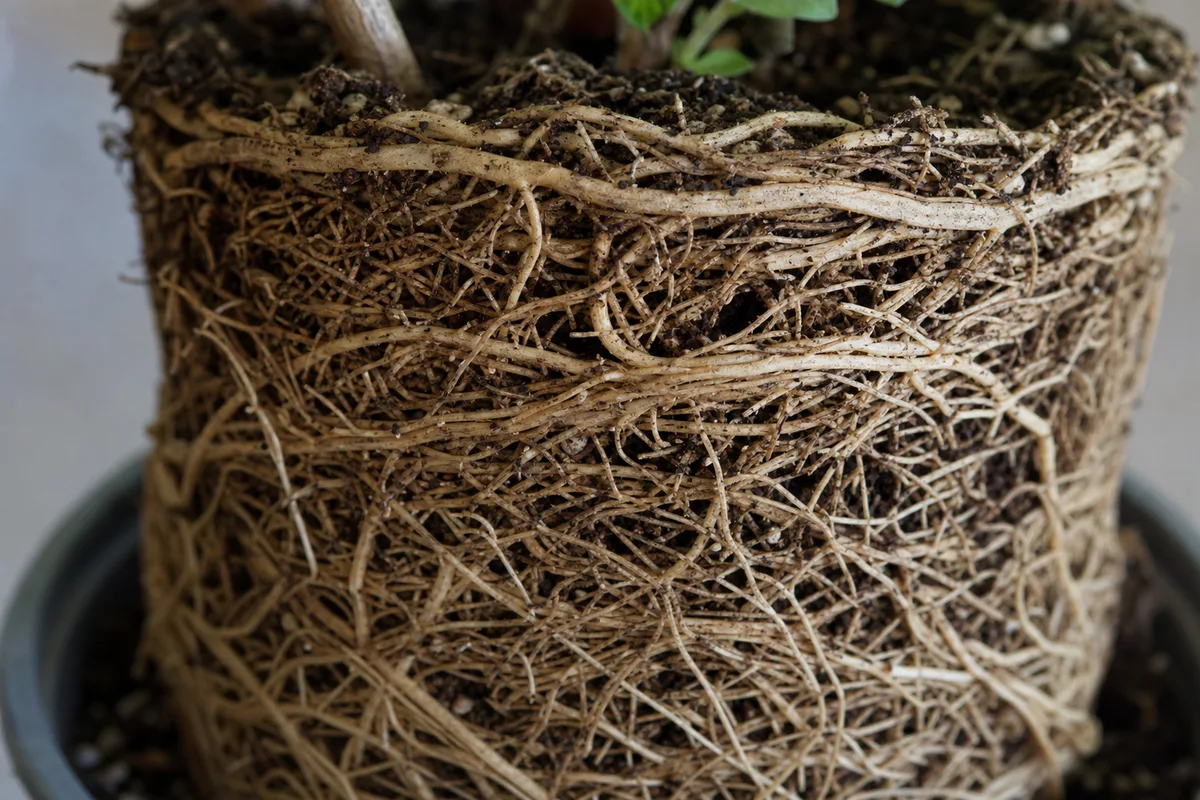 Close-up of Root Bound on Jasmine - diagnostic detail
