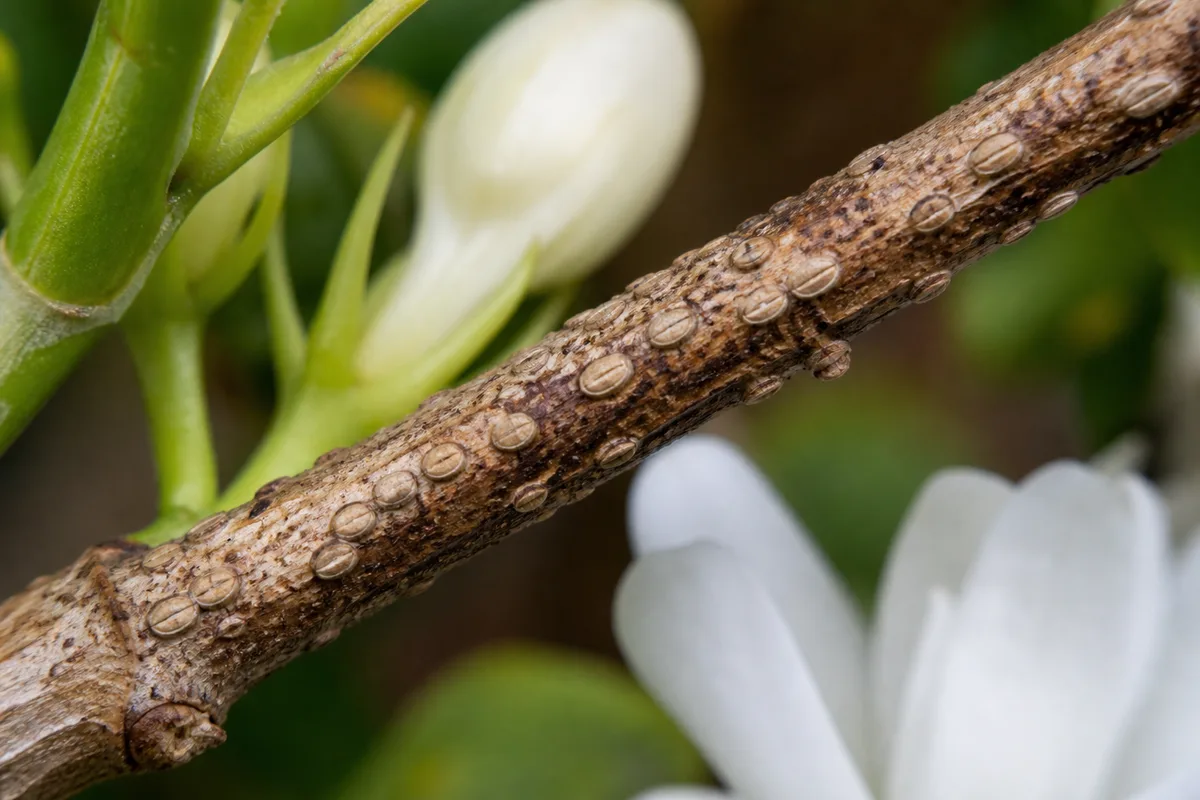 Close-up of Scale Insects on Jasmine - diagnostic detail
