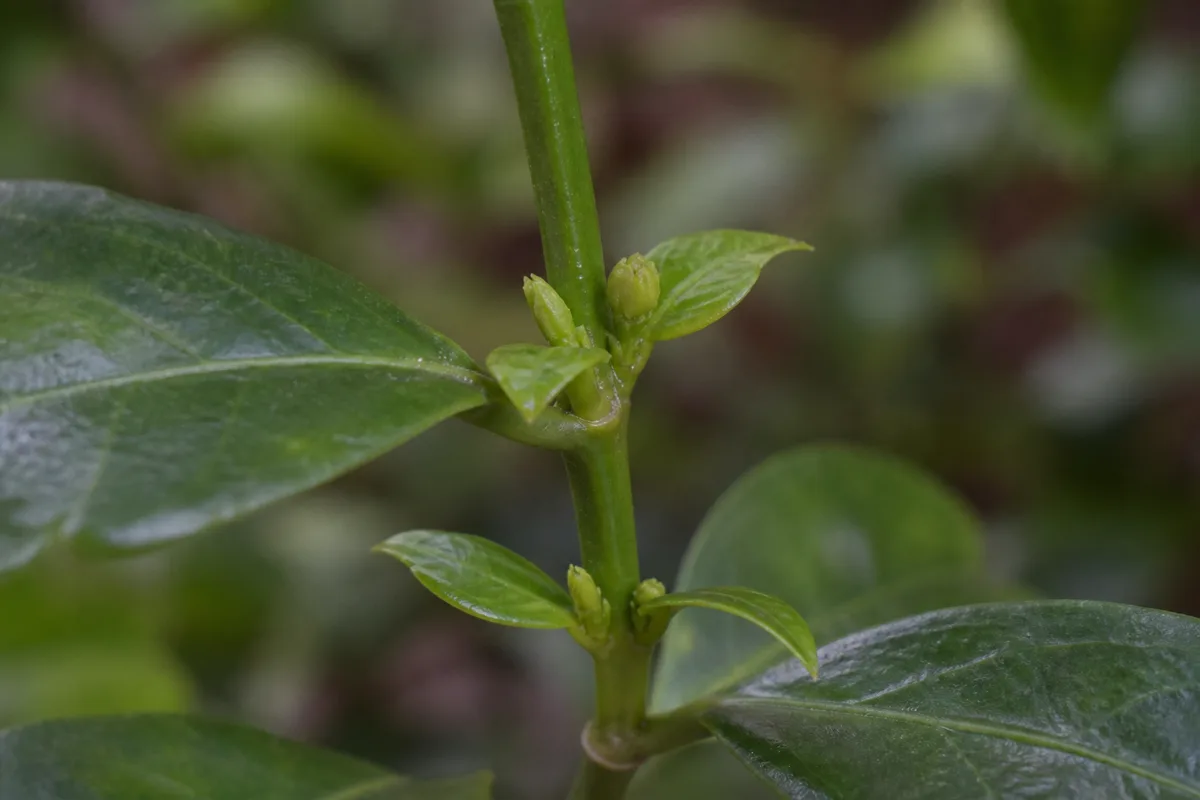 Close-up of Slow Growth on Jasmine - diagnostic detail