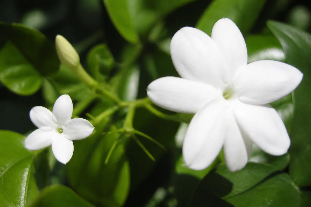 Close-up of Small Flowers on Jasmine - diagnostic detail
