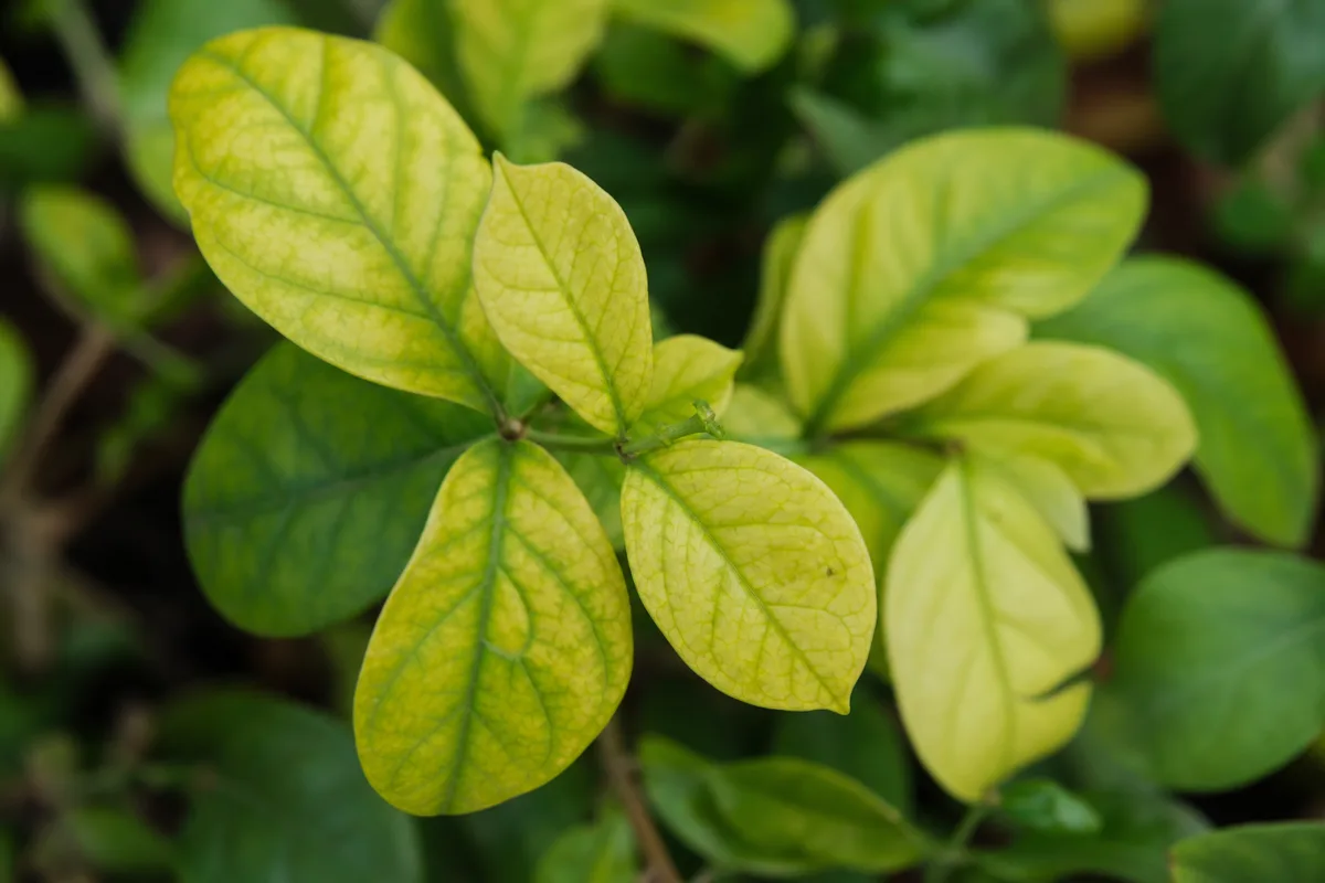 Close-up of Soil Too Alkaline on Jasmine - diagnostic detail