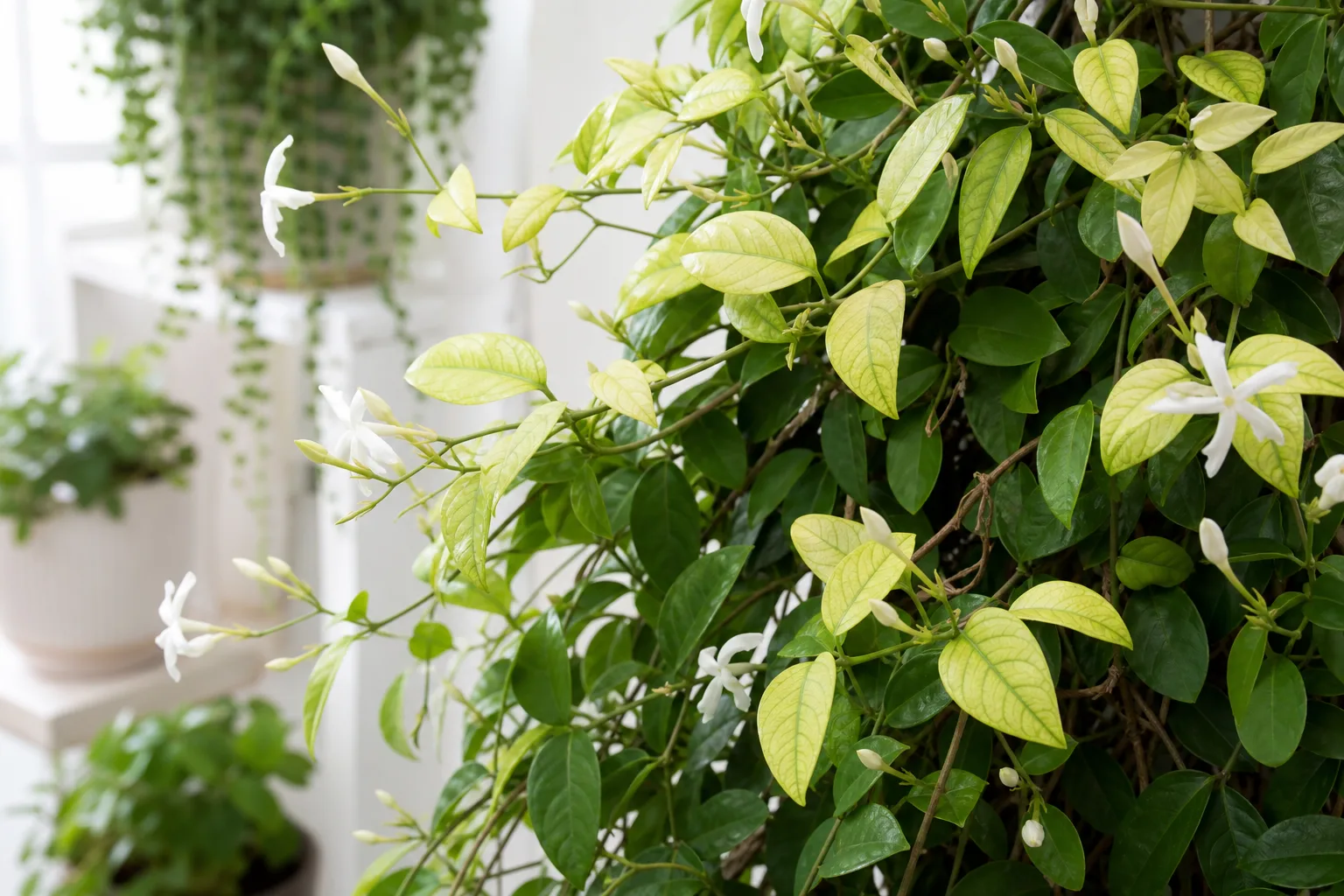 Soil Too Alkaline on Jasmine - visible symptom on the plant