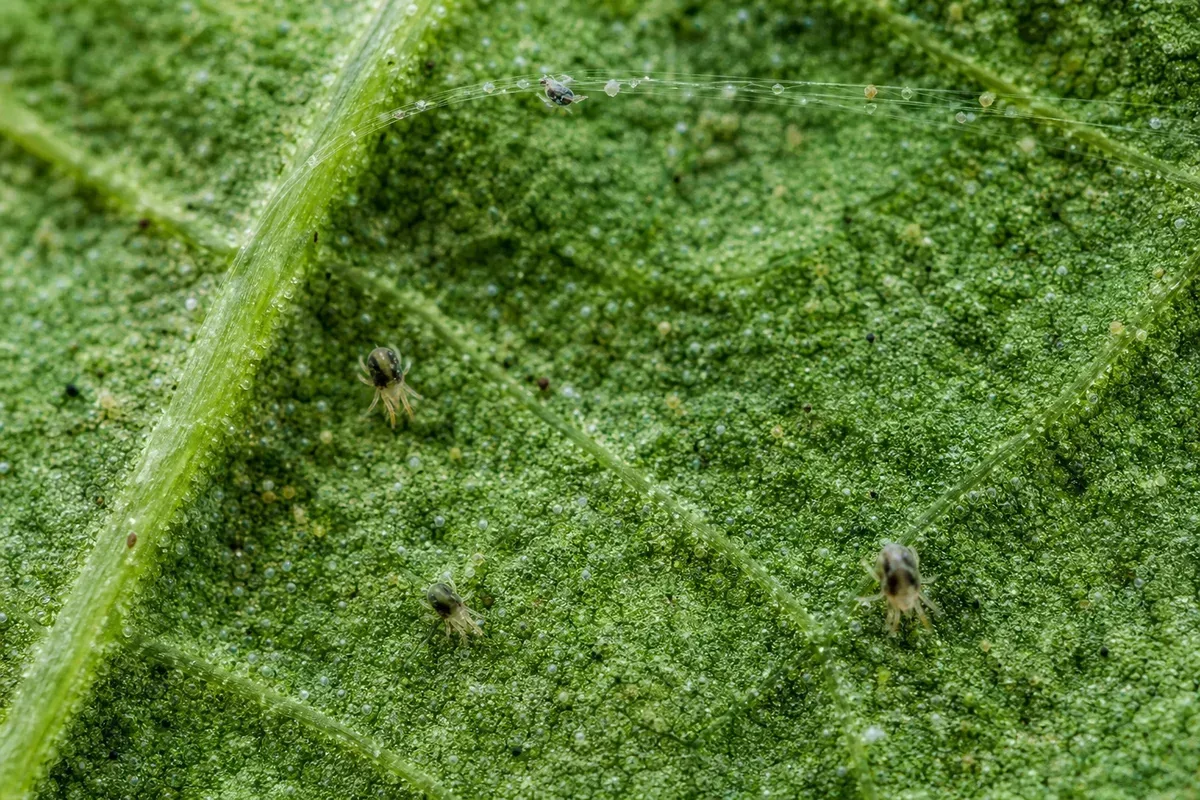 Close-up of Spider Mites on Jasmine - diagnostic detail