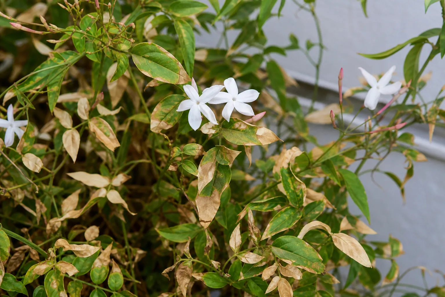 Sunburn / Scorched Leaves on Jasmine - visible symptom on the plant