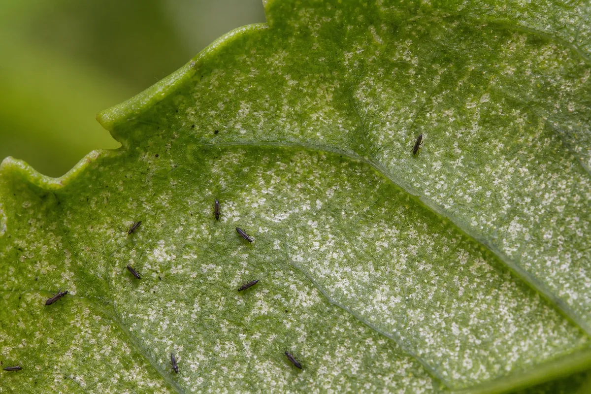 Close-up of Thrips on Jasmine - diagnostic detail