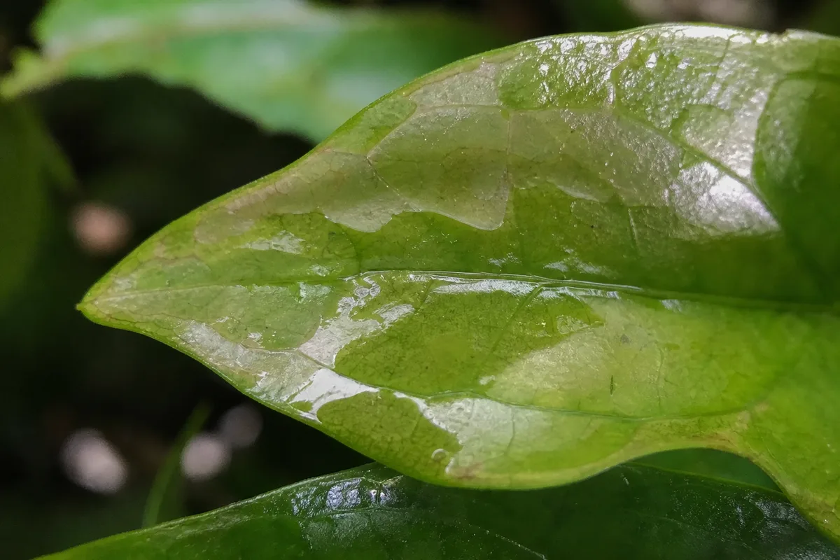 Close-up of Transparent Leaves on Jasmine - diagnostic detail