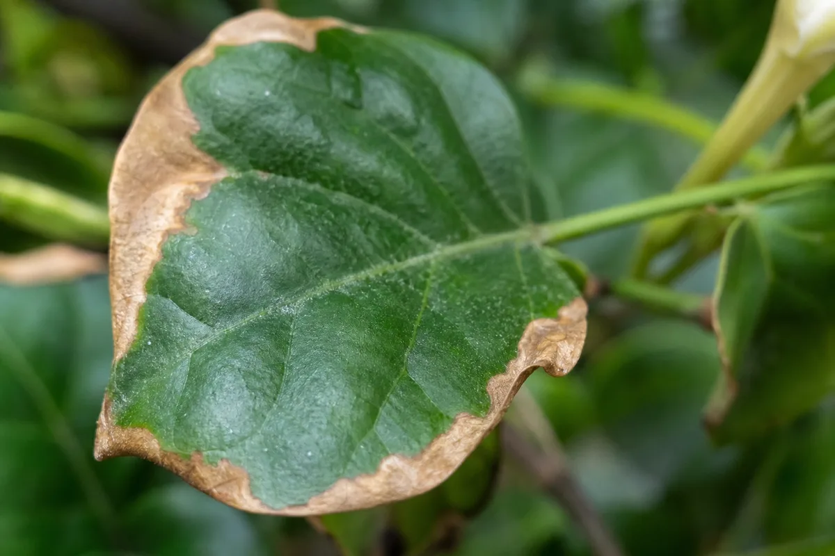 Close-up of Underwatering on Jasmine - diagnostic detail